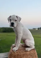 Peppermint, a male Boxer for sale in Downing, MO – 1 of 2