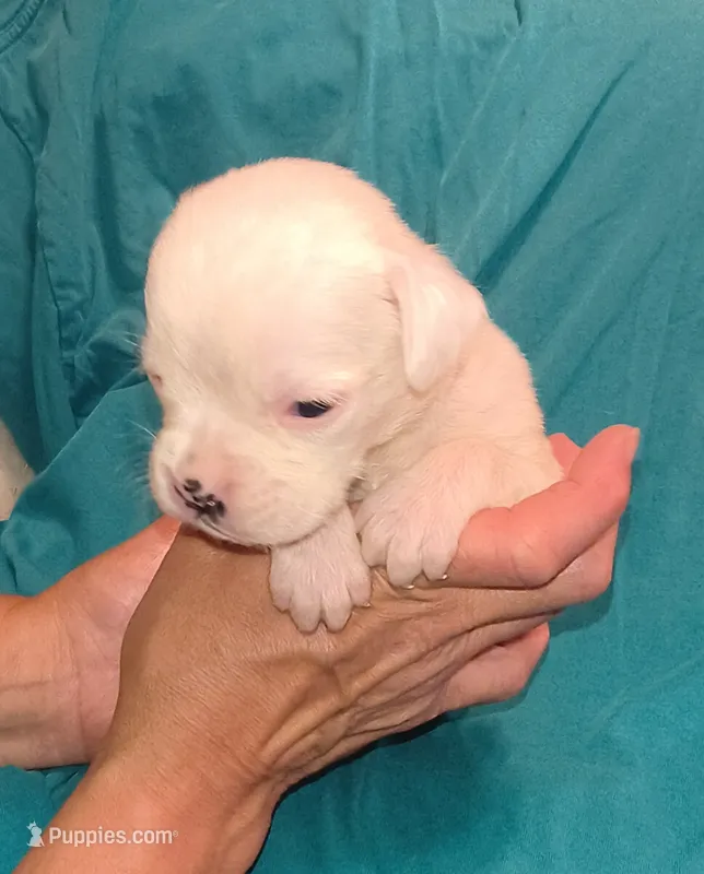 Thyme – Boxer puppy for sale in Downing, MO