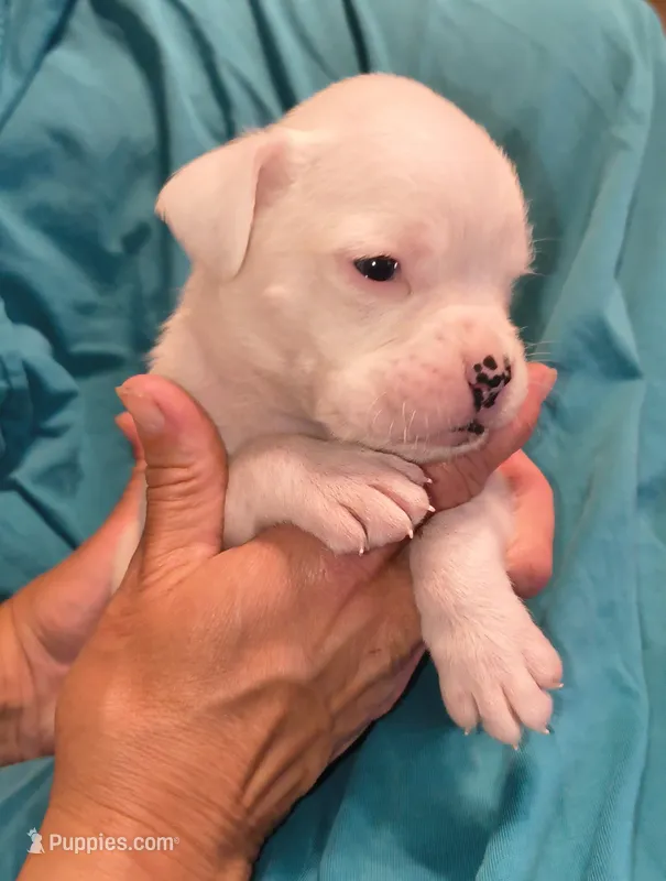Spearmint – Boxer puppy for sale in Downing, MO