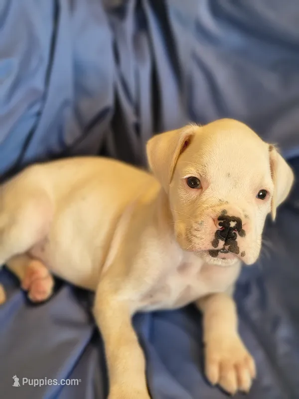 Peppermint – Boxer puppy for sale in Downing, MO