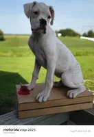 Peppermint, a male Boxer for sale in Downing, MO – 2 of 2