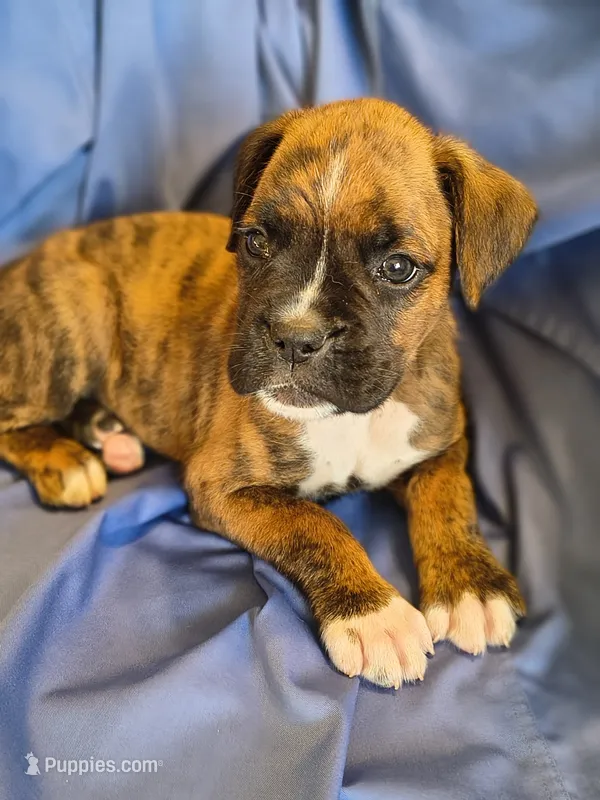Dill – Boxer puppy for sale in Downing, MO