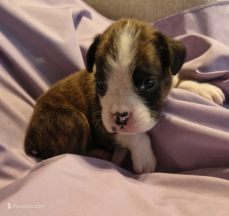 Parsley – Boxer puppy for sale in Downing, MO
