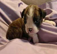 Parsley, a female Boxer for sale in Downing, MO – 1 of 1