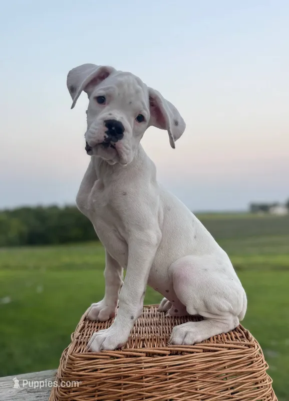 Thyme – Boxer puppy for sale in Downing, MO