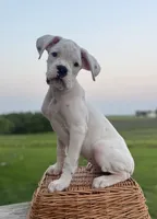 Thyme, a male Boxer for sale in Downing, MO – 2 of 2