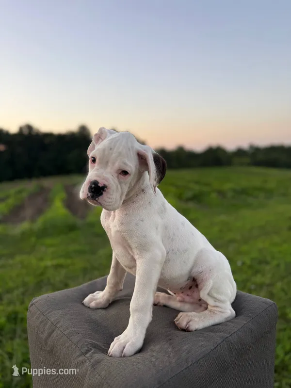 Marsh Mallow – Boxer puppy for sale in Downing, MO