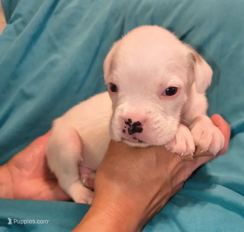 Chives – Boxer puppy for sale in Downing, MO