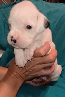 Marsh Mallow, a male Boxer for sale in Downing, MO – 1 of 1
