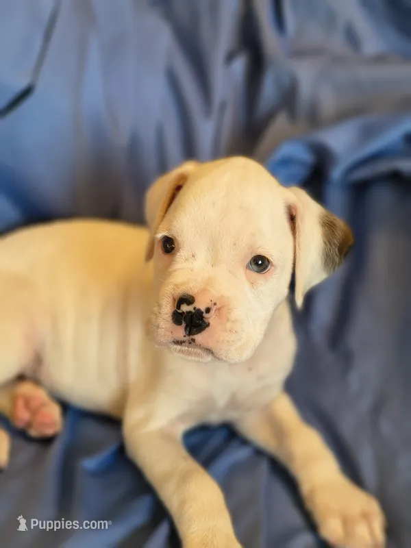 Marsh Mallow – Boxer puppy for sale in Downing, MO