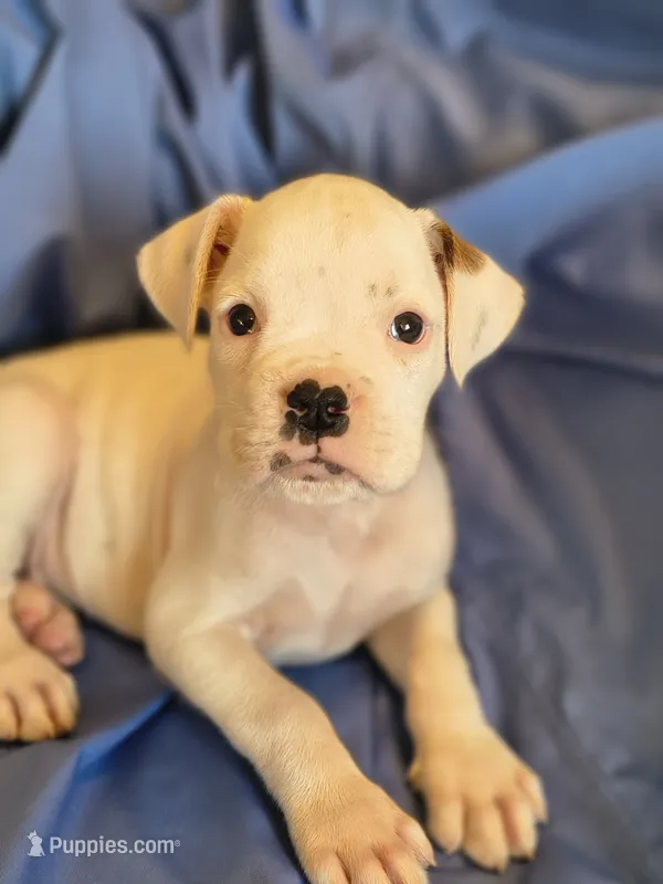 Chives – Boxer puppy for sale in Downing, MO