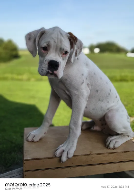 Chives – Boxer puppy for sale in Downing, MO