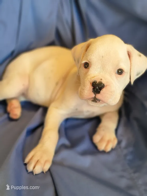 Spearmint – Boxer puppy for sale in Downing, MO