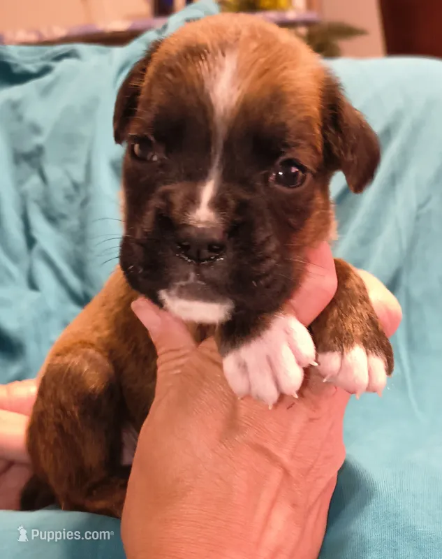 Dill – Boxer puppy for sale in Downing, MO