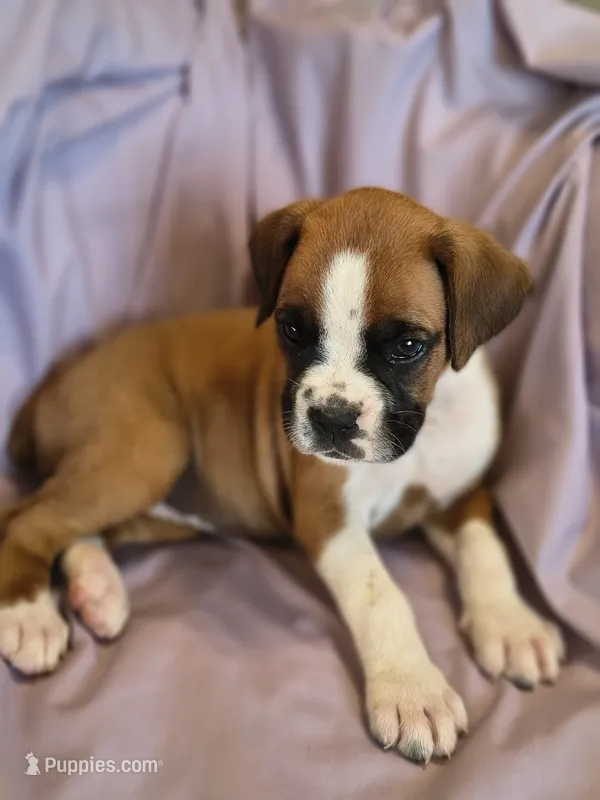 Sage – Boxer puppy for sale in Downing, MO