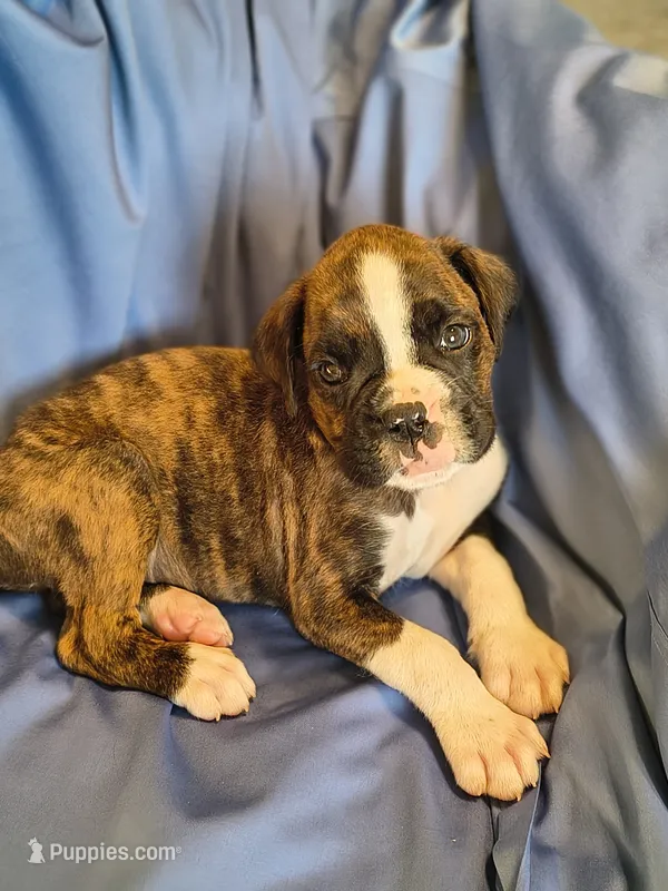 Basil – Boxer puppy for sale in Downing, MO