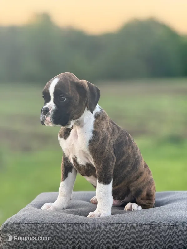 Basil – Boxer puppy for sale in Downing, MO