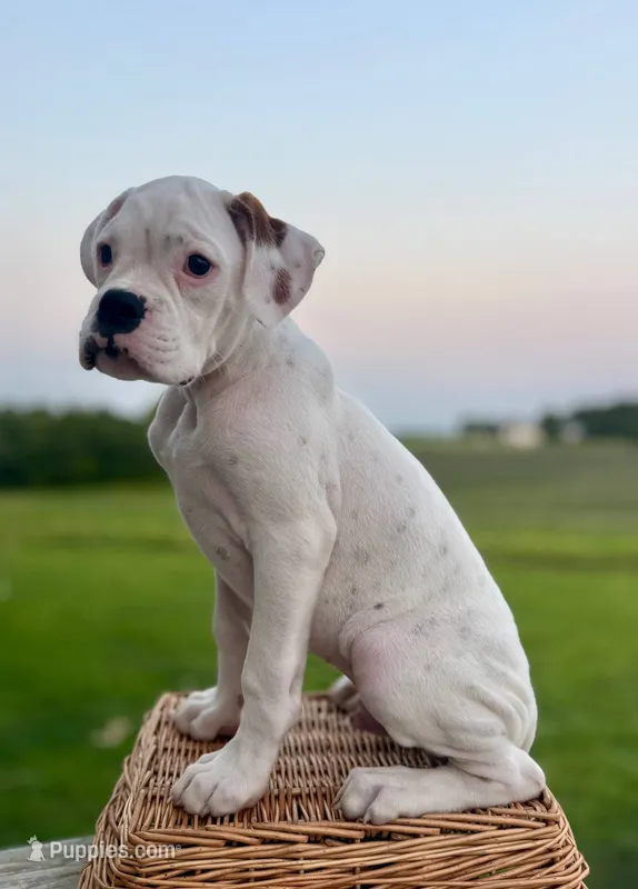 Chives – Boxer puppy for sale in Downing, MO