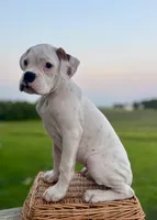 Chives, a male Boxer for sale in Downing, MO – 2 of 2