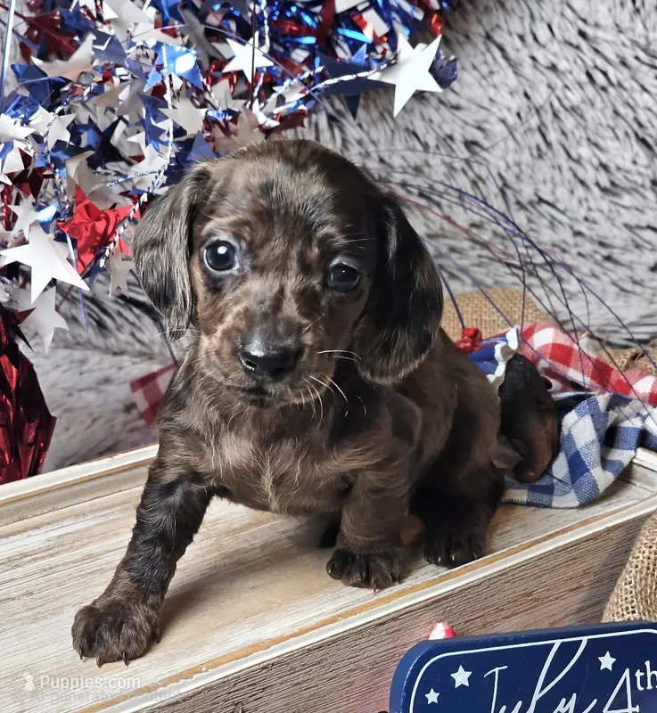 Shadow – Miniature Dachshund puppy for sale in Centre, AL