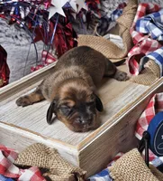 Oscar, a male Miniature Dachshund for sale in Centre, AL – 2 of 4