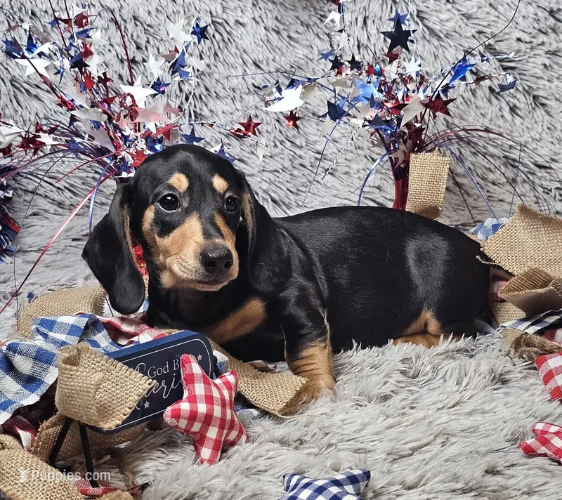 Rocky – Dachshund puppy for sale in Centre, AL