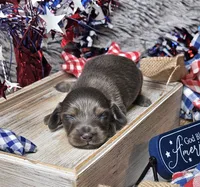 Denim, a male Dachshund for sale in Centre, AL – 2 of 6