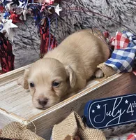 Cody, a male Dachshund for sale in Centre, AL – 1 of 7