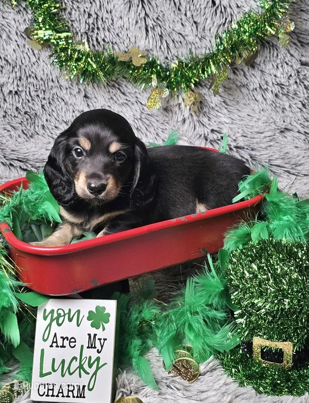 Atlas – Dachshund, Miniature Dachshund puppy for sale in Centre, AL
