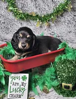 Atlas, a male Dachshund and Miniature Dachshund for sale in Centre, AL – Photo 1 of 4