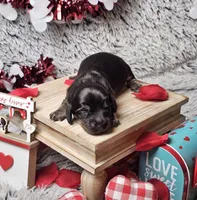 Atlas, a male Dachshund and Miniature Dachshund for sale in Centre, AL – Photo 2 of 4