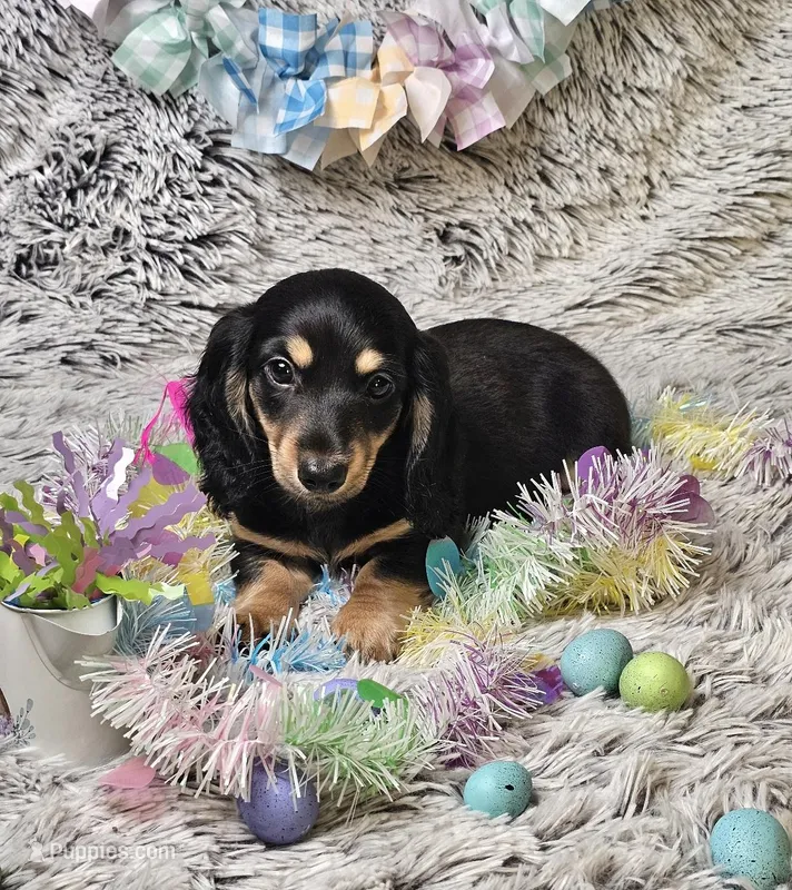 Atlas – Dachshund, Miniature Dachshund puppy for sale in Centre, AL