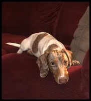 Atlas, a male Dachshund and Miniature Dachshund for sale in Centre, AL – Photo 4 of 4