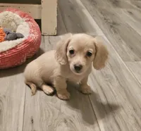 Cody, a male Dachshund for sale in Centre, AL – 1 of 10