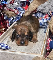 Oscar, a male Miniature Dachshund for sale in Centre, AL – 1 of 4