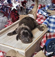 Shadow, a female Miniature Dachshund for sale in Centre, AL – 2 of 4