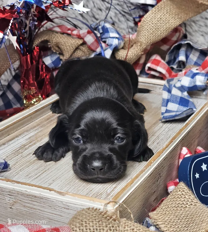 Midnight – Miniature Dachshund puppy for sale in Centre, AL