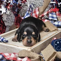 Rocky, a male Dachshund for sale in Centre, AL – 3 of 7