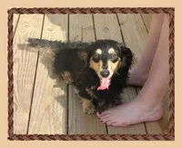 Rocky, a male Dachshund for sale in Centre, AL – 7 of 7