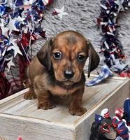 Oscar, a male Miniature Dachshund for sale in Centre, AL – 1 of 5