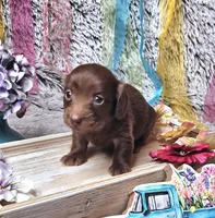 Kona, a female Miniature Dachshund for sale in Centre, AL – Photo 2 of 6