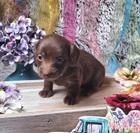 Kona, a female Miniature Dachshund for sale in Centre, AL – Photo 4 of 6