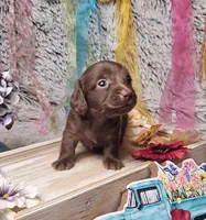 Kona, a female Miniature Dachshund for sale in Centre, AL – Photo 1 of 6