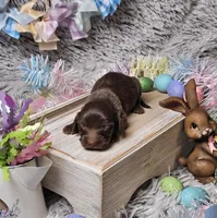 Kona, a female Miniature Dachshund for sale in Centre, AL – Photo 3 of 6