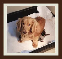 Kona, a female Miniature Dachshund for sale in Centre, AL – Photo 6 of 6