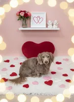 Kona, a female Miniature Dachshund for sale in Centre, AL – Photo 5 of 6