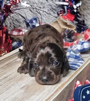 Shadow, a female Miniature Dachshund for sale in Centre, AL – 1 of 4