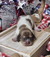 Riley, a male Miniature Dachshund for sale in Centre, AL – 2 of 4