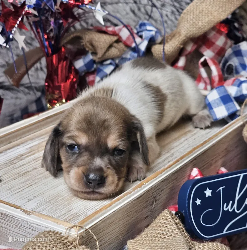 Riley – Miniature Dachshund puppy for sale in Centre, AL