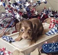 Mocha, a female Miniature Dachshund for sale in Centre, AL – 5 of 5
